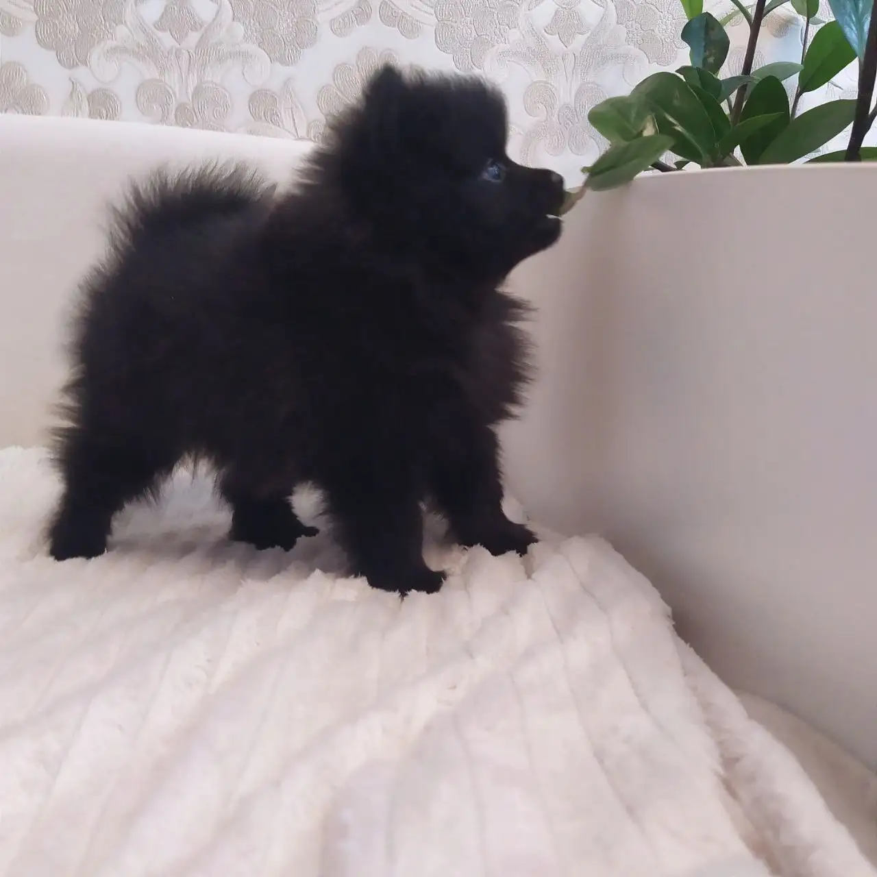 Продажа щенков померанского шпица мальчика и девочки - Собаки (Животные) в Владивосток