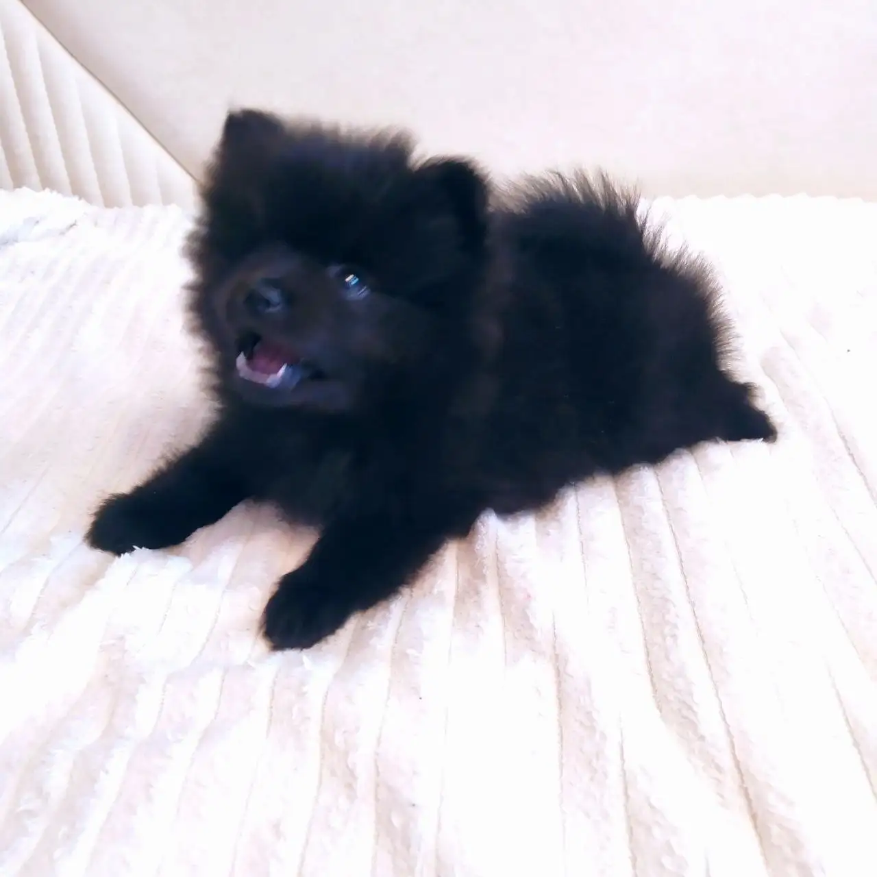 Продажа щенков померанского шпица мальчика и девочки - Собаки (Животные) в Владивосток