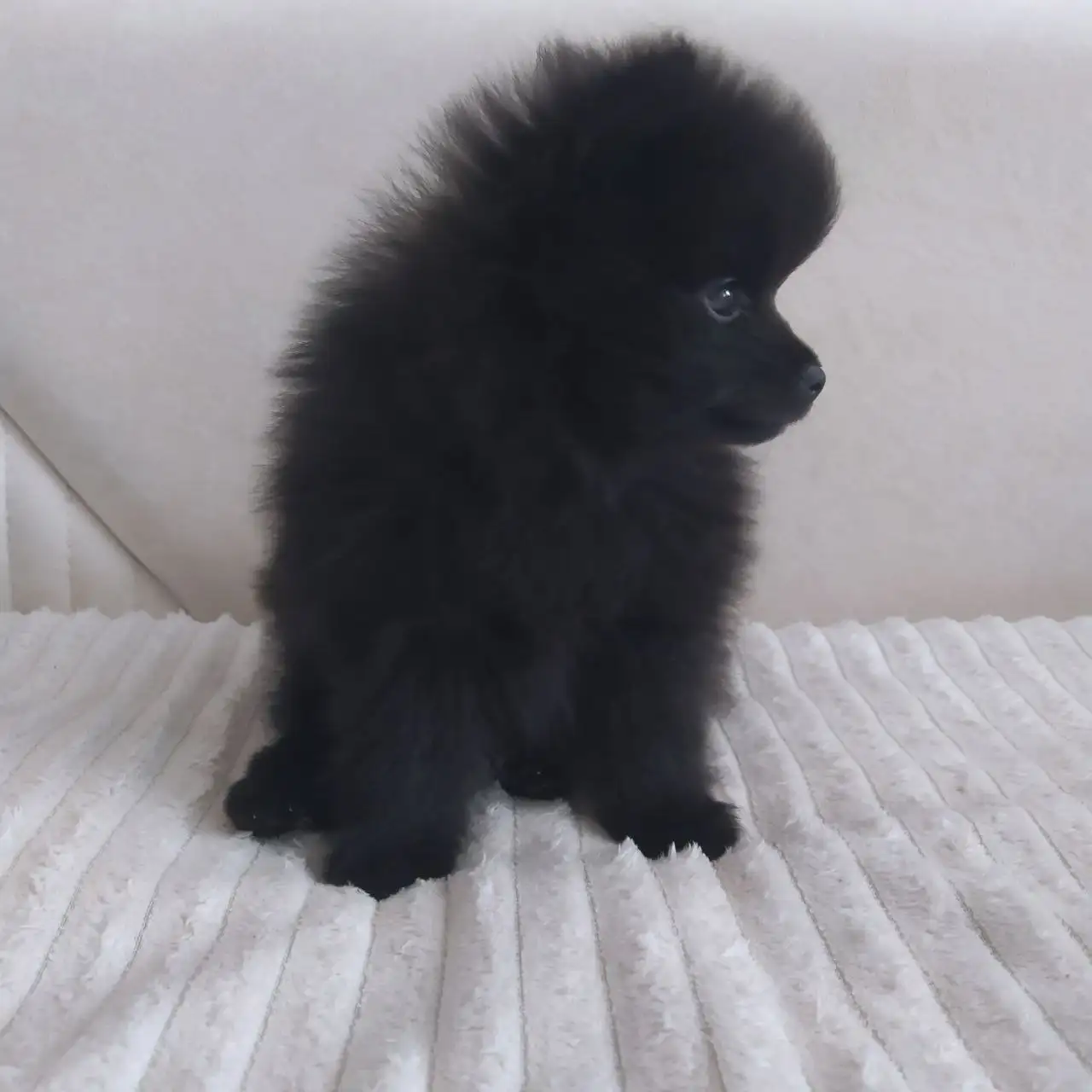 Продажа щенков померанского шпица мальчика и девочки - Собаки (Животные) в Владивосток