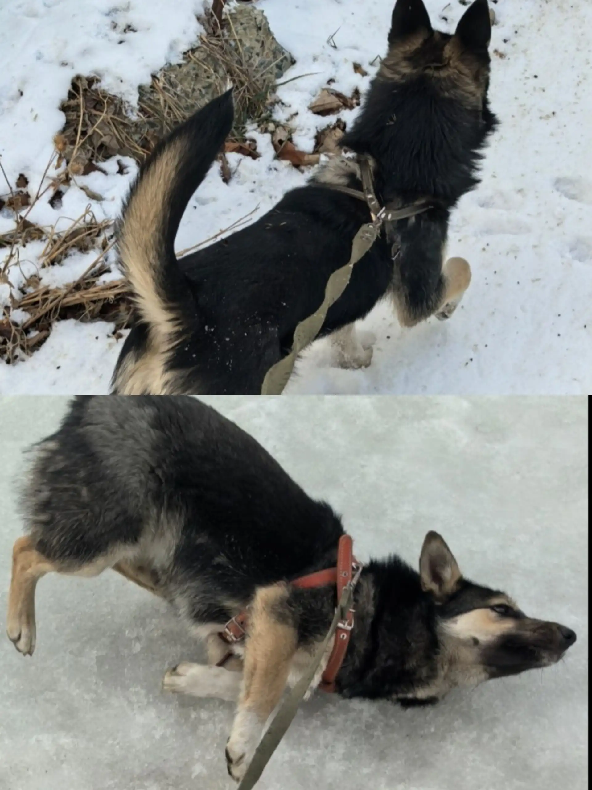 Пропала собака в районе Седанка - Потерянные/найденные животные (Животные) в Владивосток