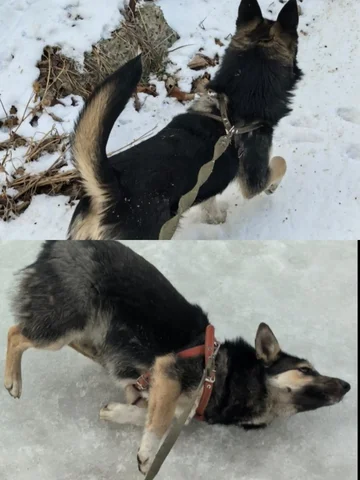 Пропала собака в районе Седанка - Грызуны в Владивосток
