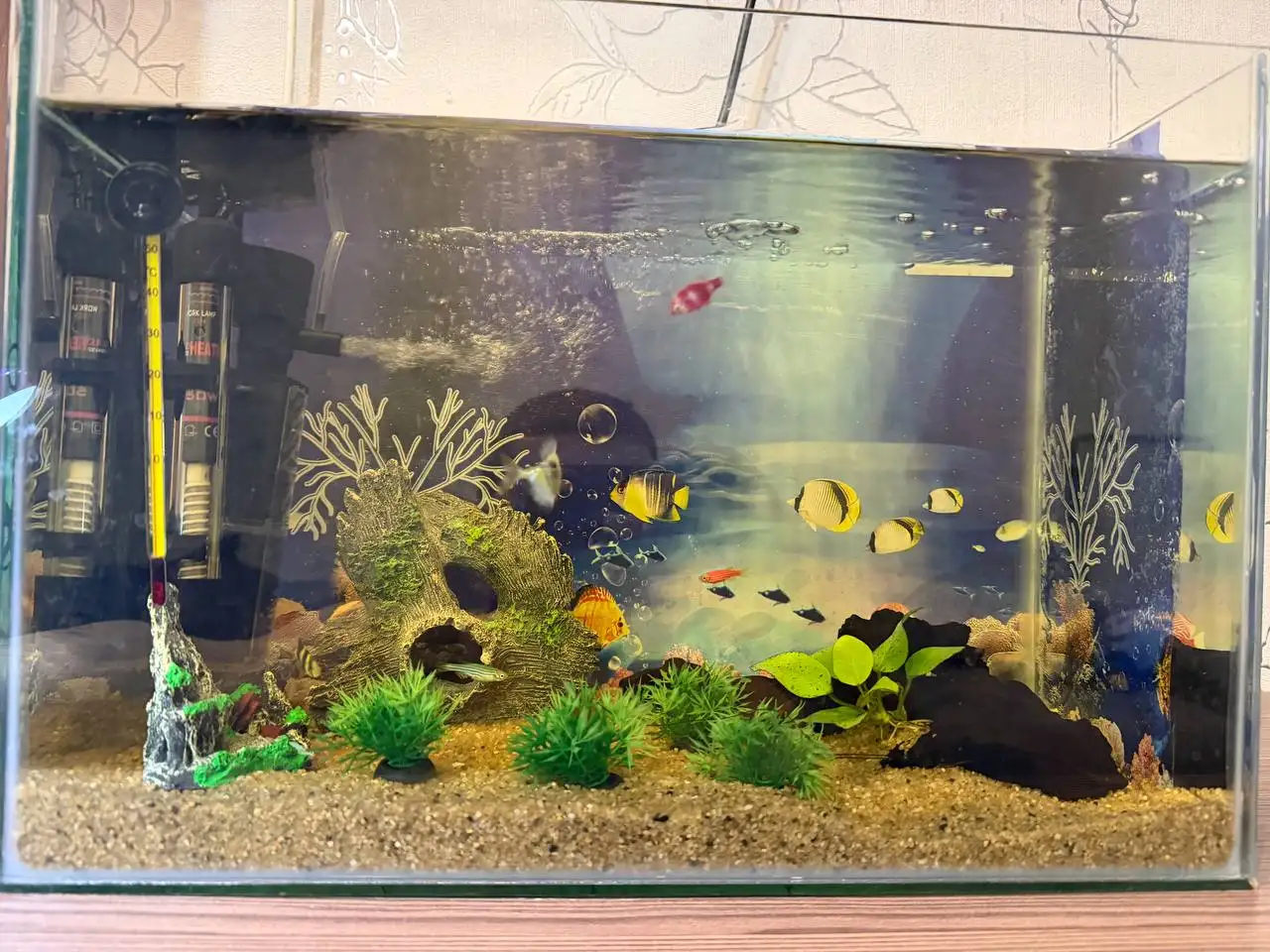 Продам аквариум 30 литров с оборудованием и рыбами - Аквариумистика (Животные) в Владивосток