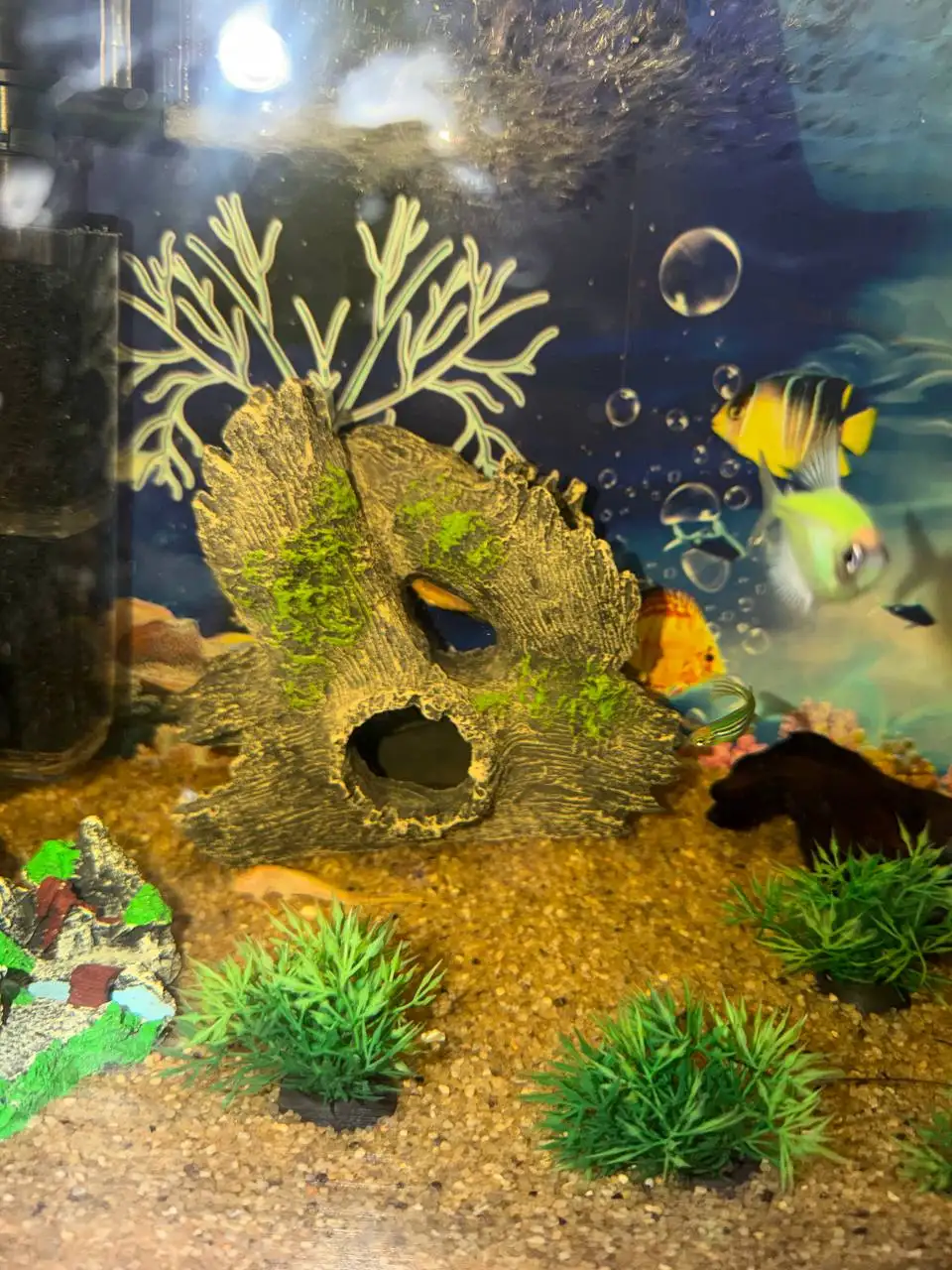 Продам аквариум 30 литров с оборудованием и рыбами - Аквариумистика (Животные) в Владивосток