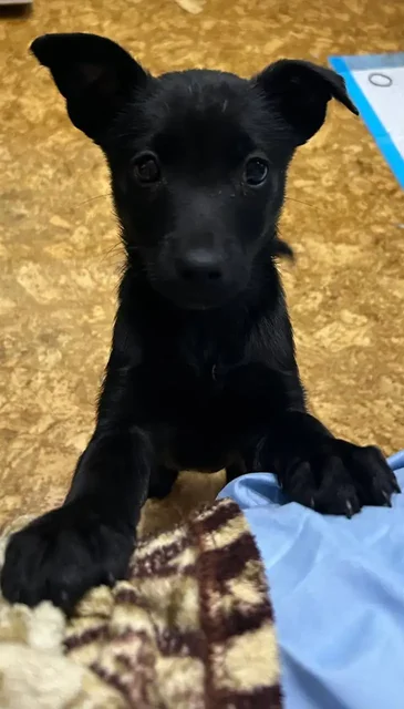 Щенок цвергпинчера - Грызуны в Владивосток