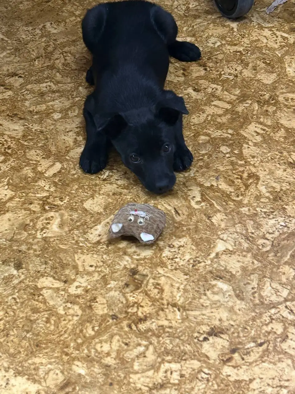 Щенок цвергпинчера - Собаки (Животные) в Владивосток