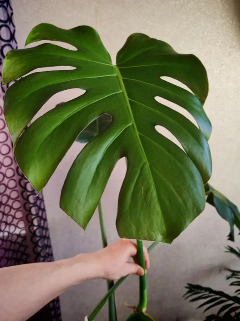 Монстера детки - Хобби и отдых в Владивосток