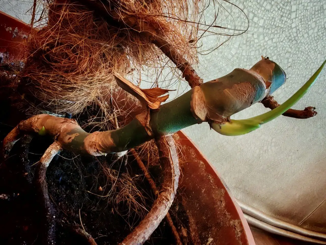 Монстера детки - Растения (Хобби и отдых) в Владивосток