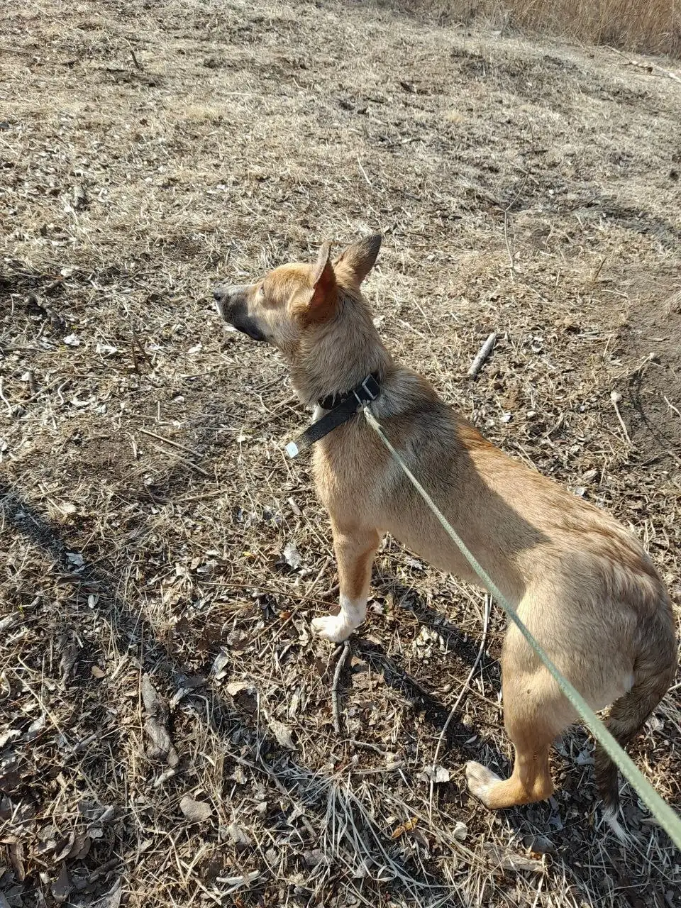 Щенок-подросток Алёна ищет семью - Собаки (Животные) в Владивосток