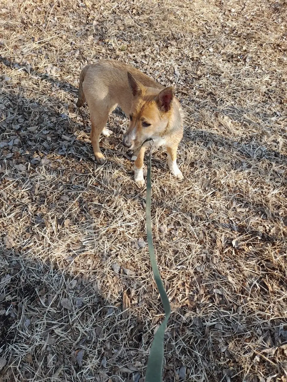 Щенок-подросток Алёна ищет семью - Собаки (Животные) в Владивосток