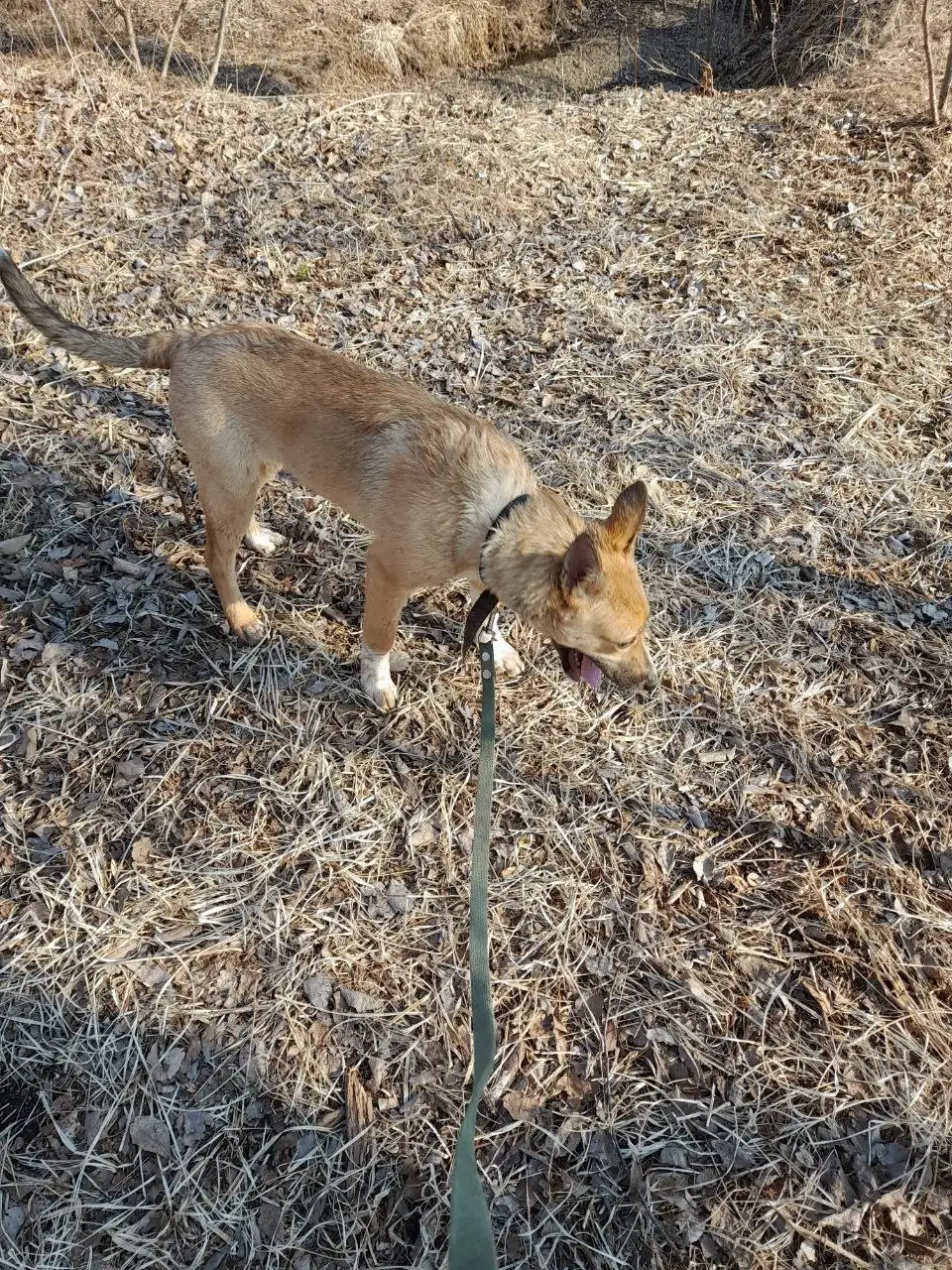 Щенок-подросток Алёна ищет семью - Собаки (Животные) в Владивосток