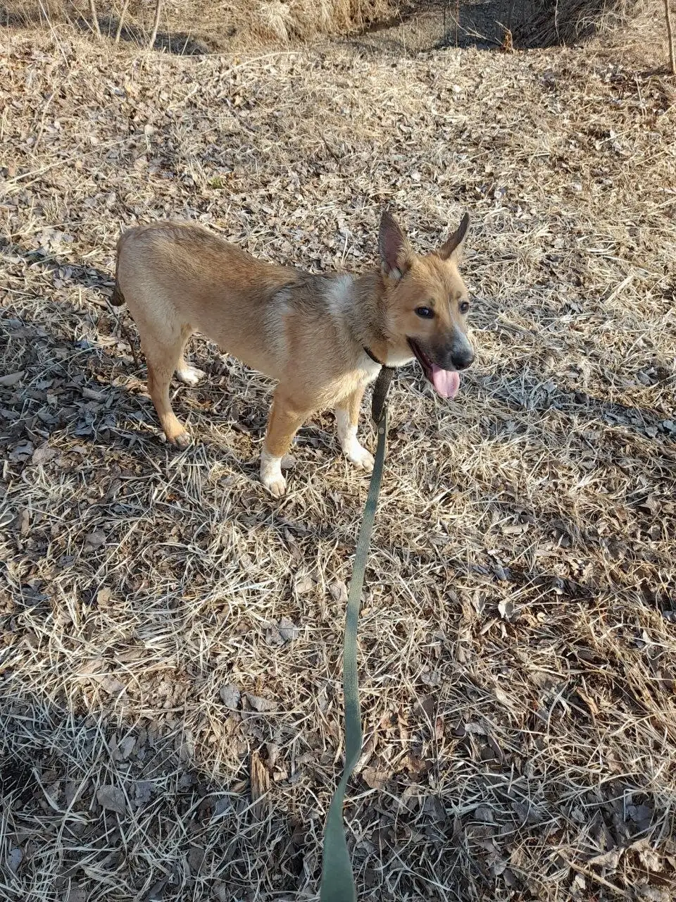 Щенок-подросток Алёна ищет семью - Собаки (Животные) в Владивосток