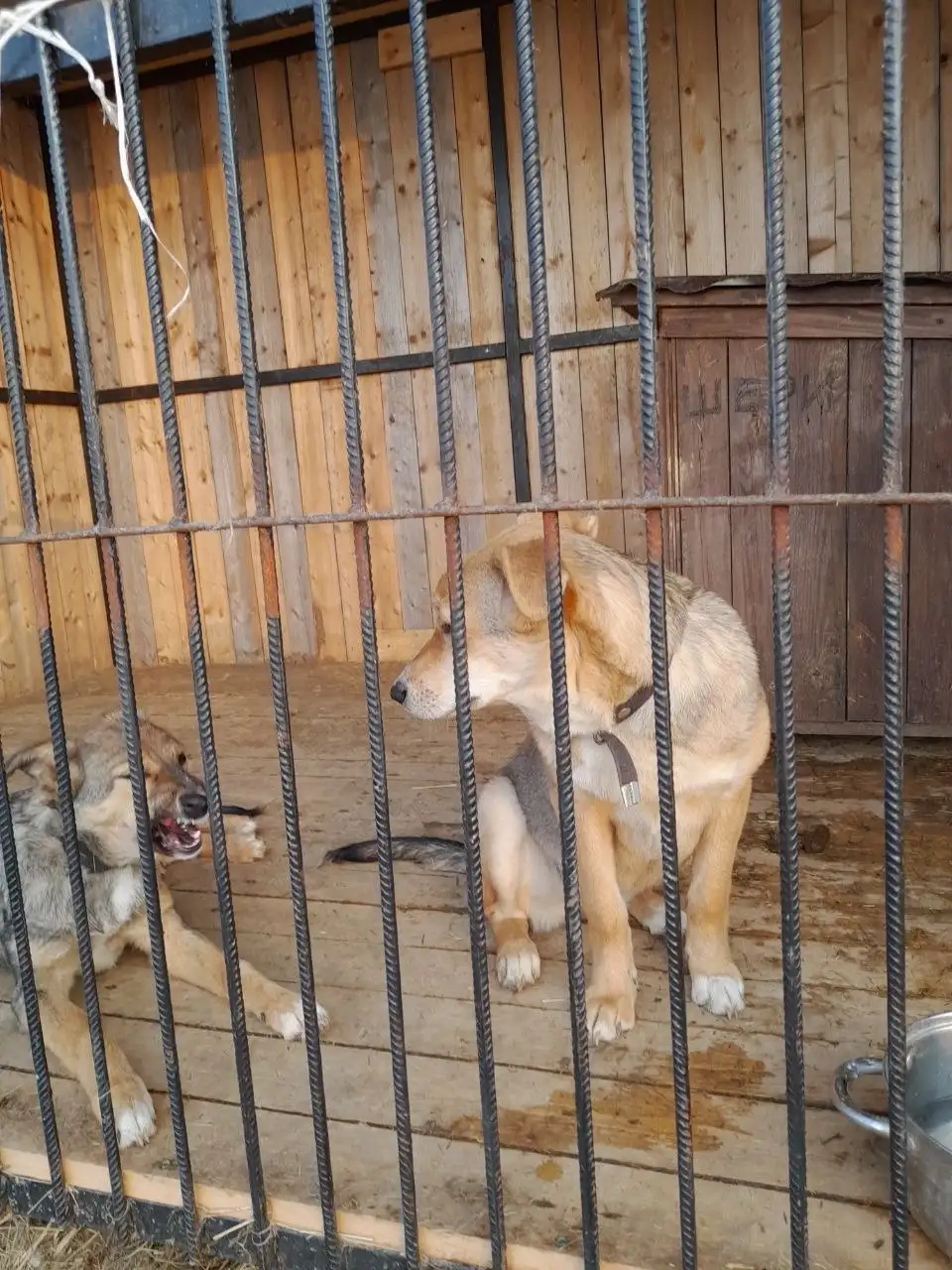 Ищет дом девочка Маша - Собаки (Животные) в Владивосток