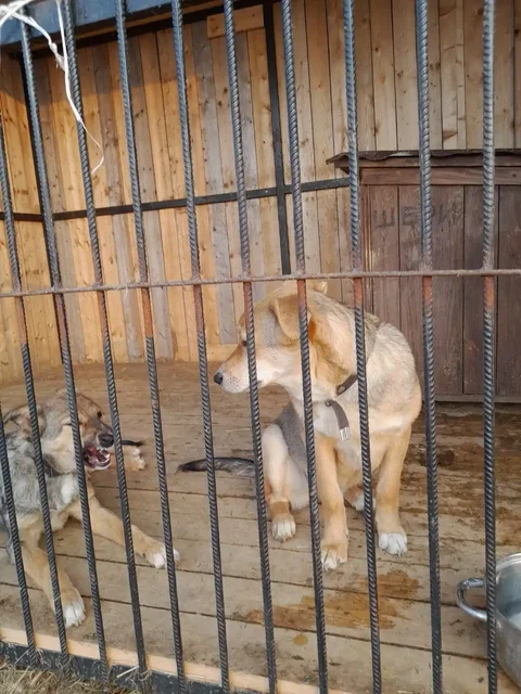 Ищет дом девочка Маша - Животные в Владивосток