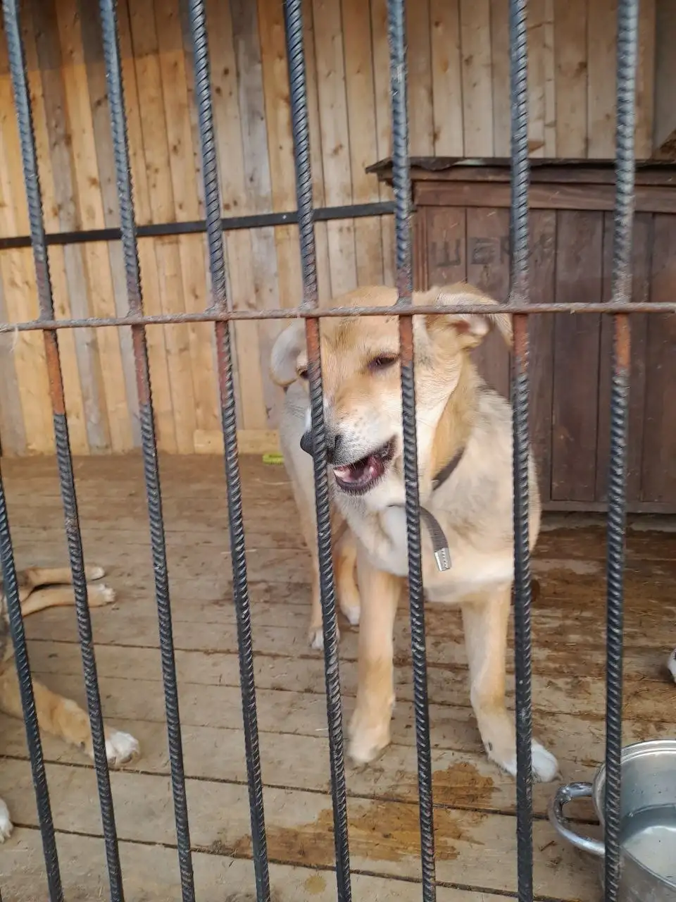 Ищет дом девочка Маша - Собаки (Животные) в Владивосток