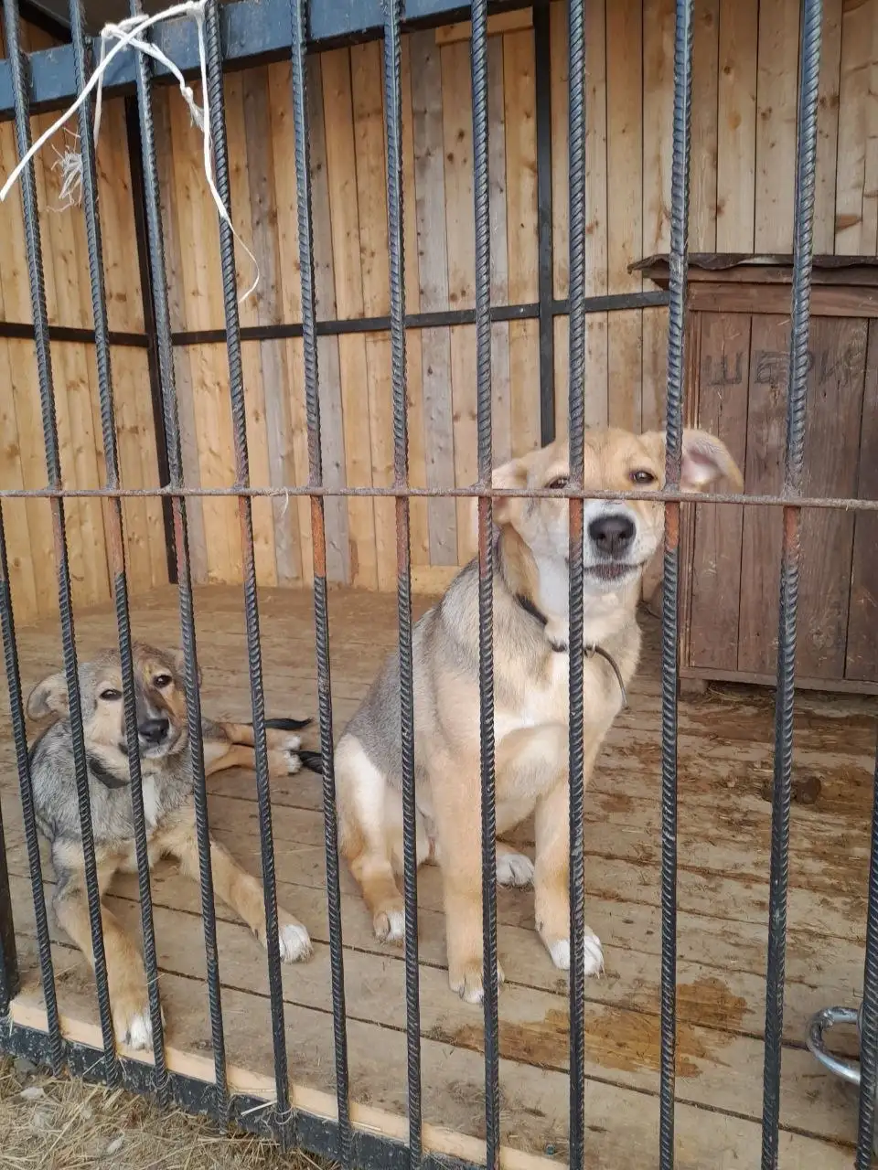 Ищет дом девочка Маша - Собаки (Животные) в Владивосток