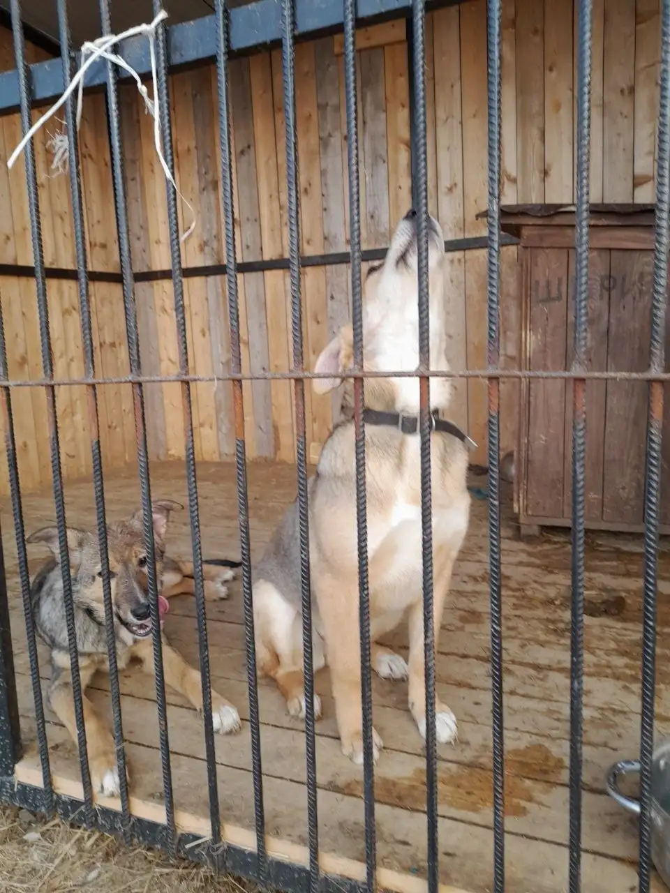 Ищет дом девочка Маша - Собаки (Животные) в Владивосток