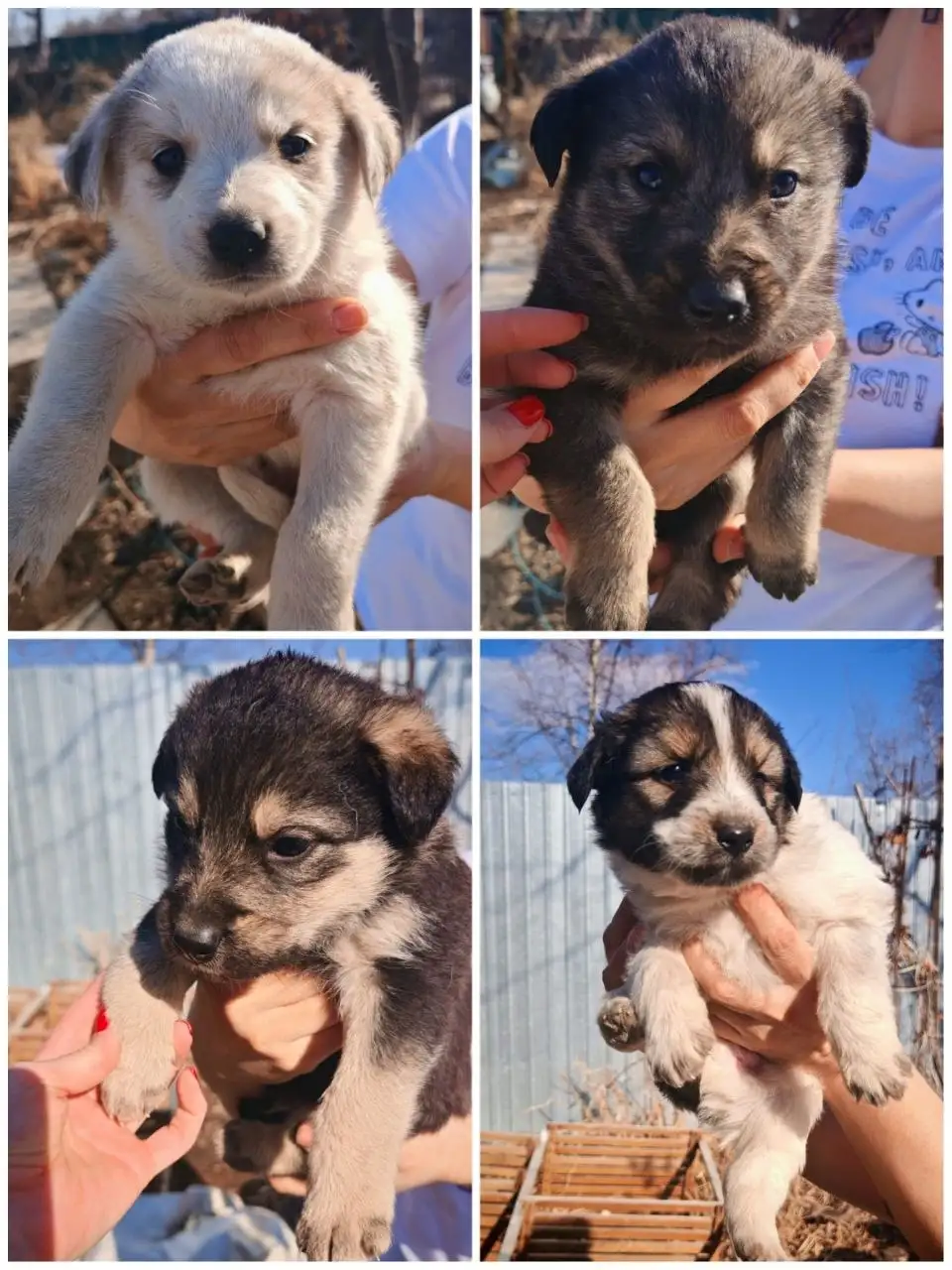 Пристраиваются в добрые руки 4 мальчика около двух месяцев - Кошки (Животные) в Артём