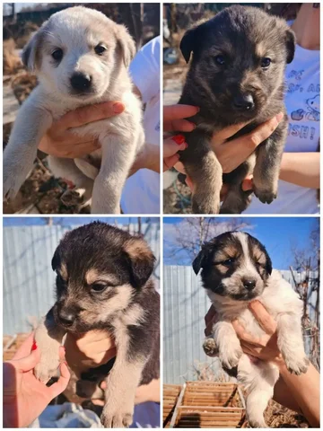 Пристраиваются в добрые руки 4 мальчика около двух месяцев - частное объявление в Артём