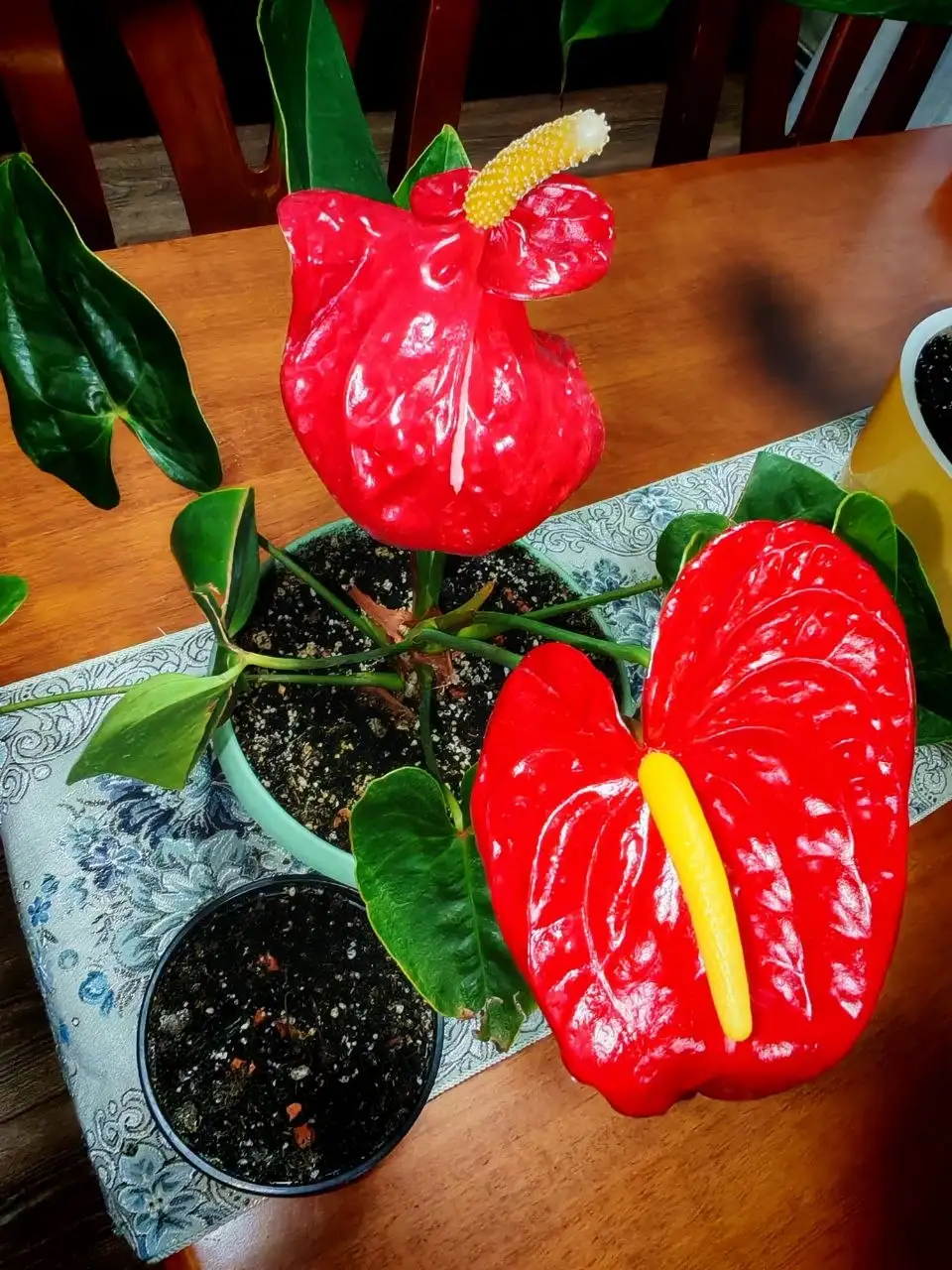 Продажа растения Антириум - Барахолка в Владивосток