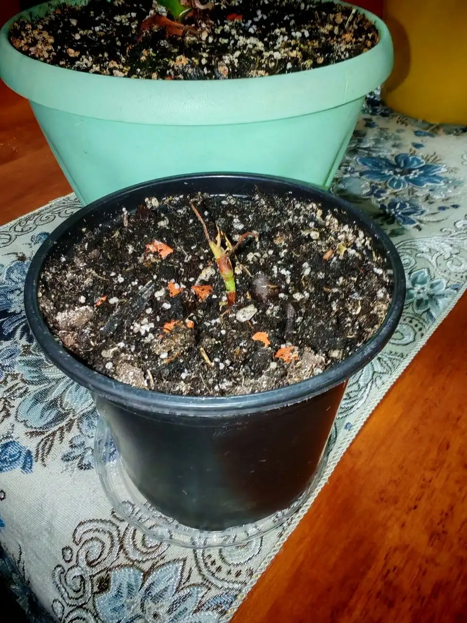 Продажа растения Антириум - Барахолка в Владивосток