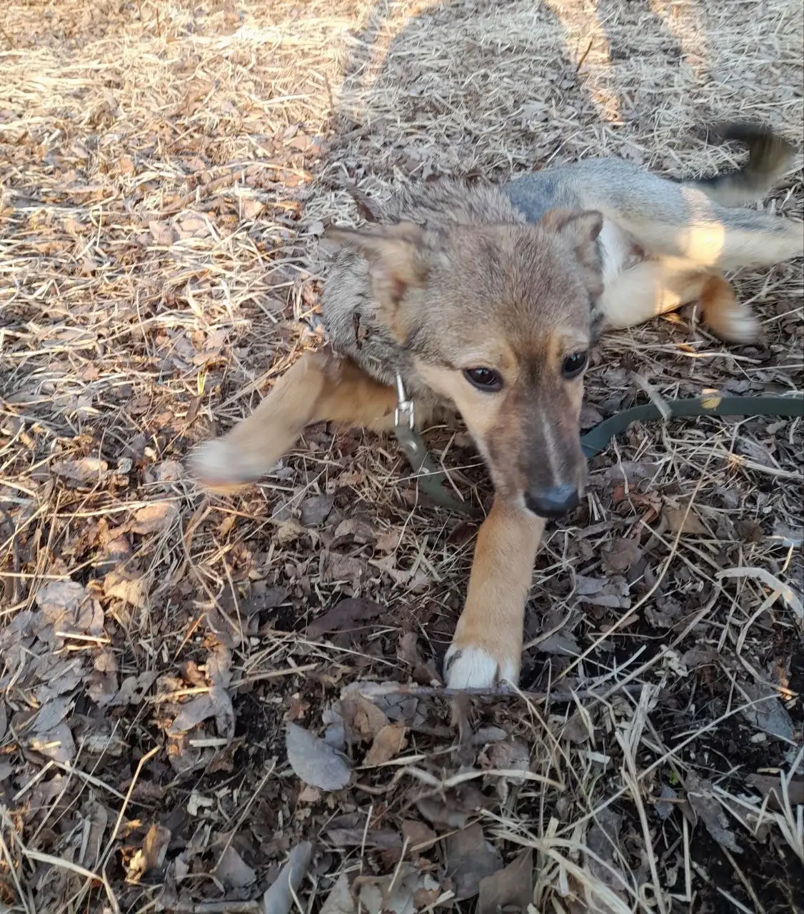 Отдаю собаку-подростка 6 месяцев - Собаки (Животные) в Владивосток