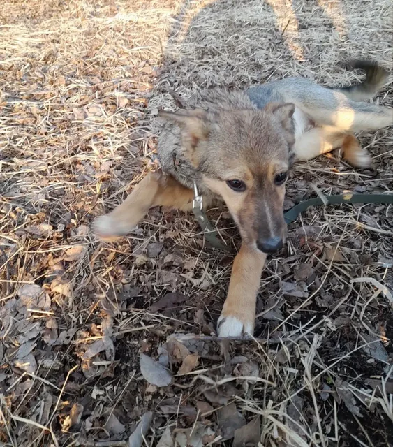 Отдаю собаку-подростка 6 месяцев - Корма для животных в Владивосток