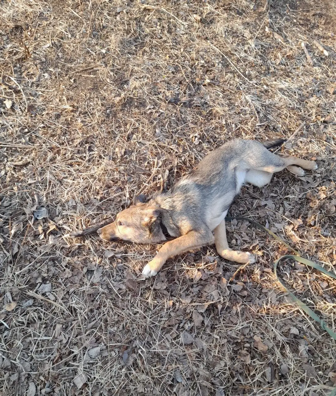 Отдаю собаку-подростка 6 месяцев - Собаки (Животные) в Владивосток