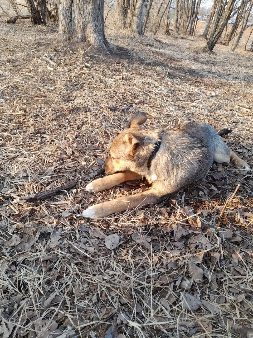 Отдаю собаку-подростка 6 месяцев - Собаки (Животные) в Владивосток