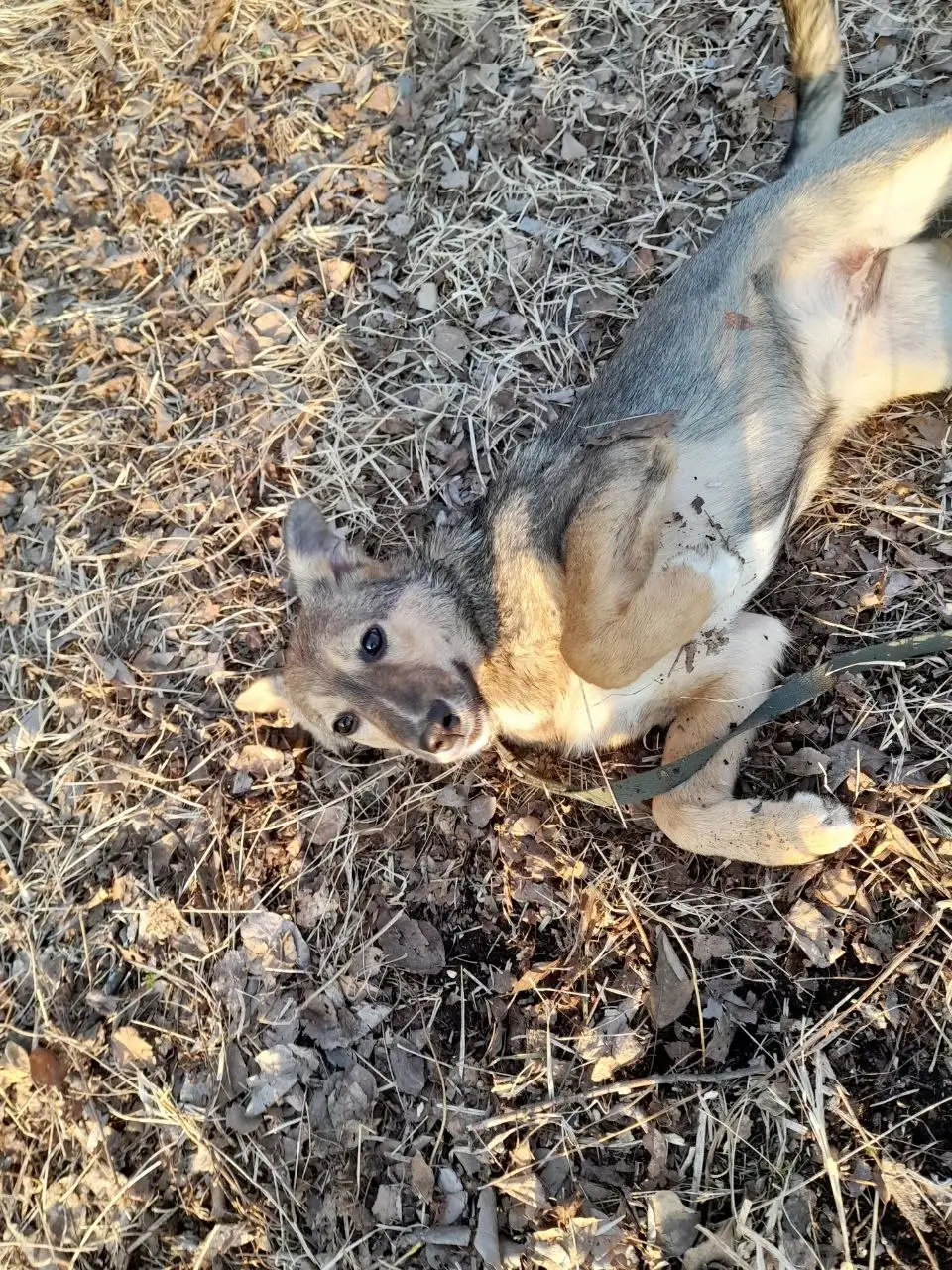 Отдаю собаку-подростка 6 месяцев - Собаки (Животные) в Владивосток