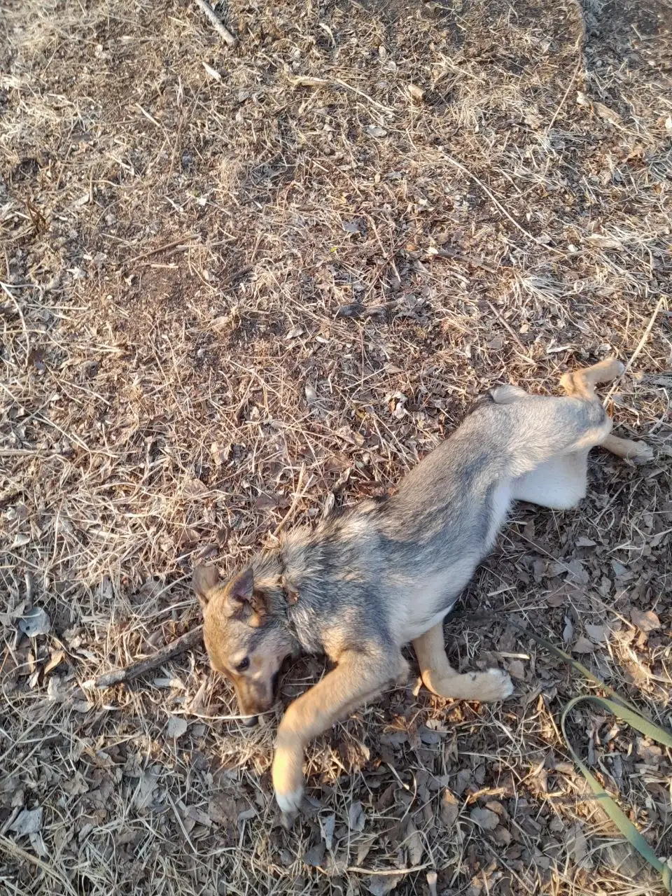 Отдаю собаку-подростка 6 месяцев - Собаки (Животные) в Владивосток