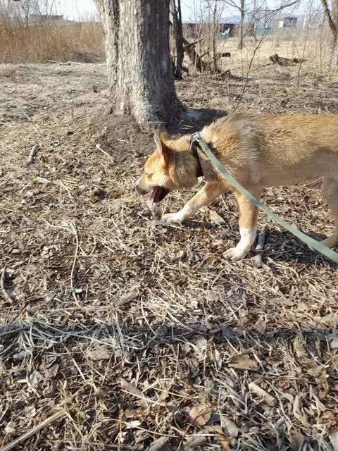Собака-подросток 6 месяцев - Корма для животных в Владивосток