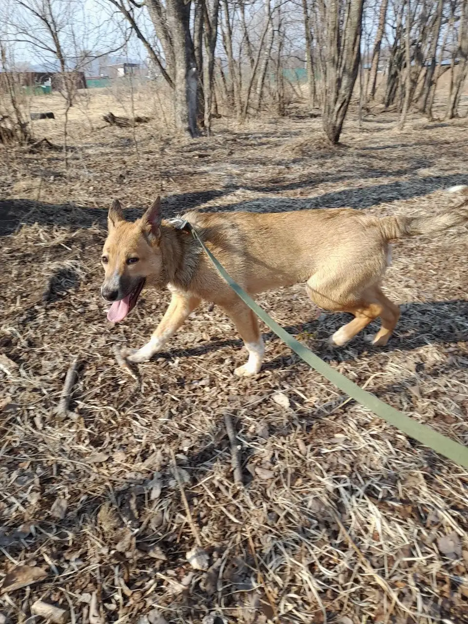 Собака-подросток 6 месяцев - Собаки (Животные) в Владивосток