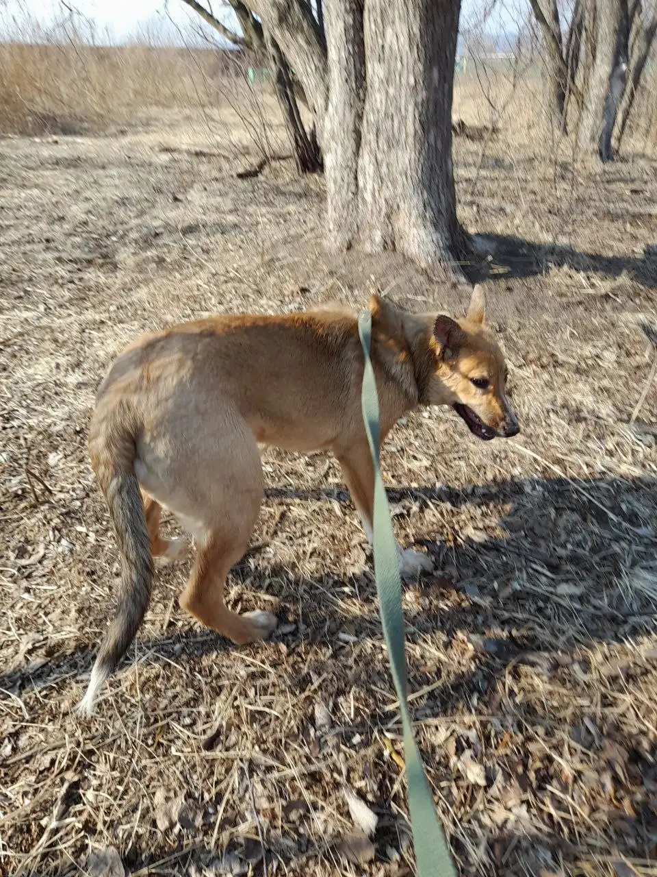 Собака-подросток 6 месяцев - Собаки (Животные) в Владивосток