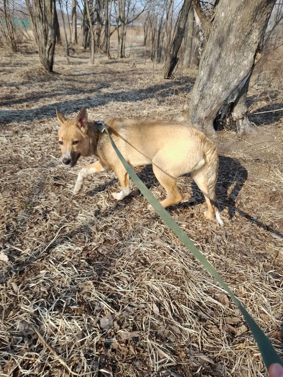 Собака-подросток 6 месяцев - Собаки (Животные) в Владивосток