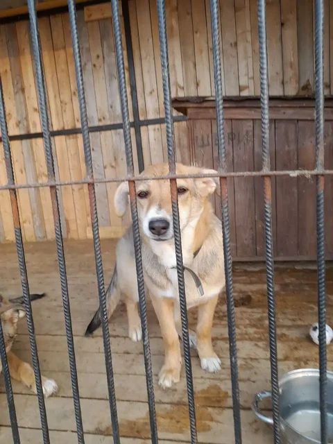 Отдам собаку 6 месяцев - Корма для животных в Владивосток