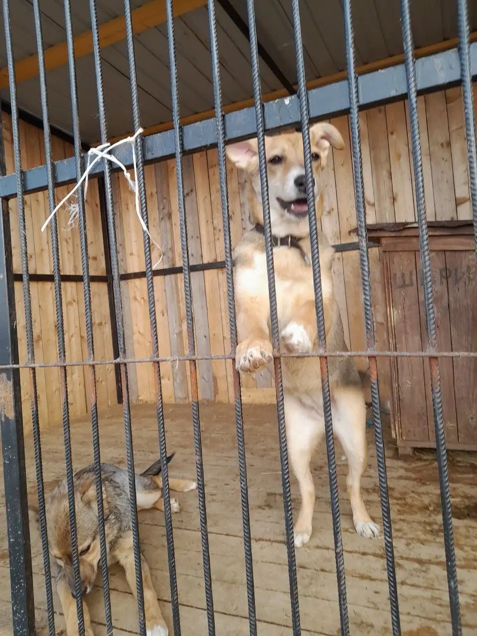 Отдам собаку 6 месяцев - Собаки (Животные) в Владивосток