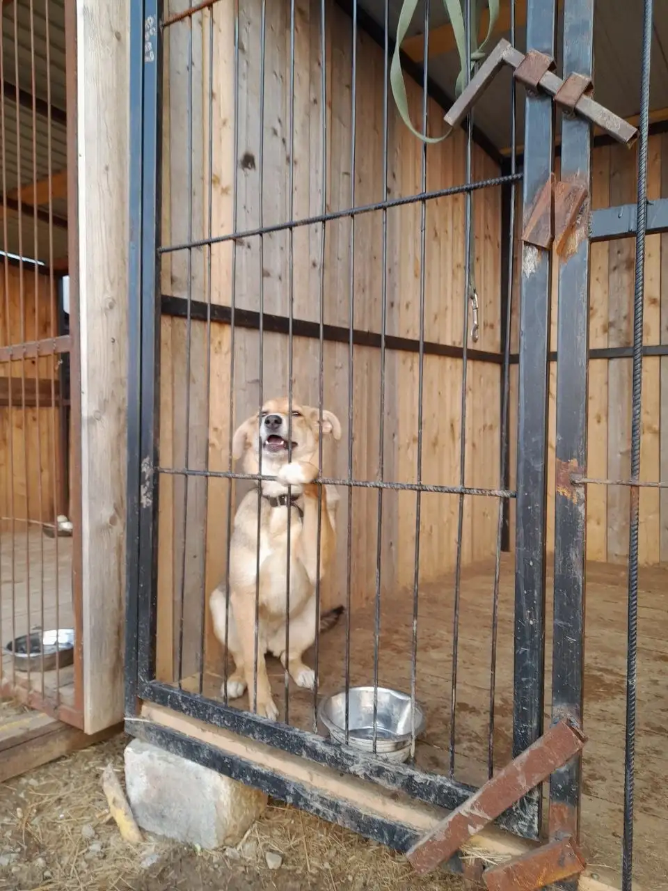 Отдам собаку 6 месяцев - Собаки (Животные) в Владивосток