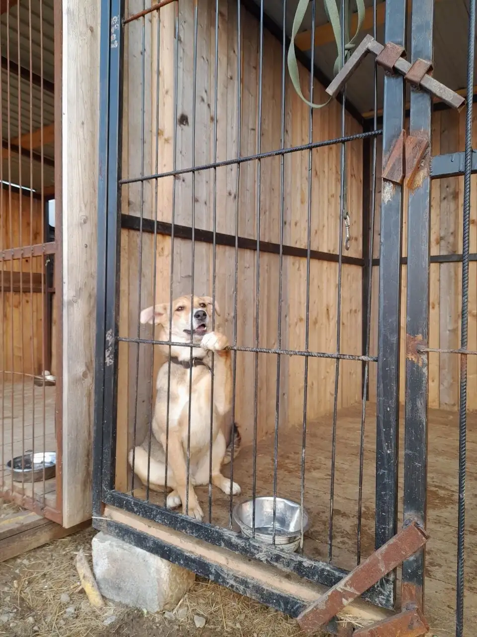 Отдам собаку 6 месяцев - Собаки (Животные) в Владивосток