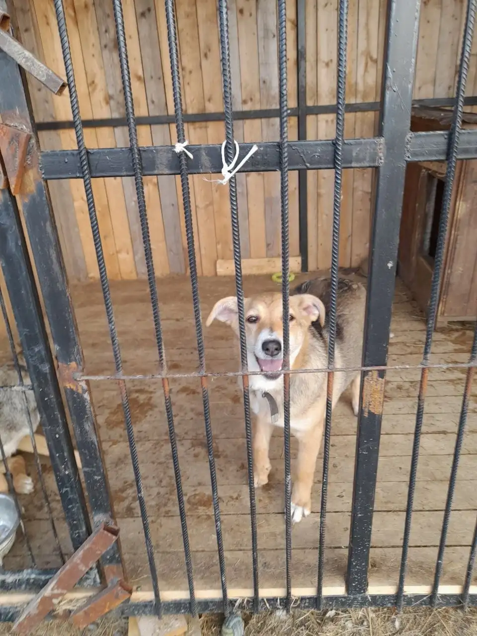 Отдам собаку 6 месяцев - Собаки (Животные) в Владивосток