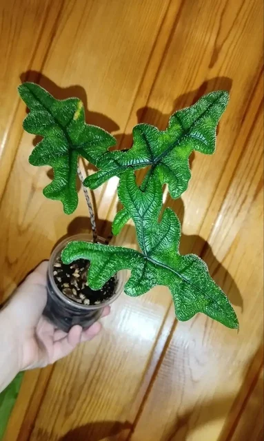 Алоказия Жаклин с красивыми текстурными листьями - Спортивный инвентарь в Владивосток