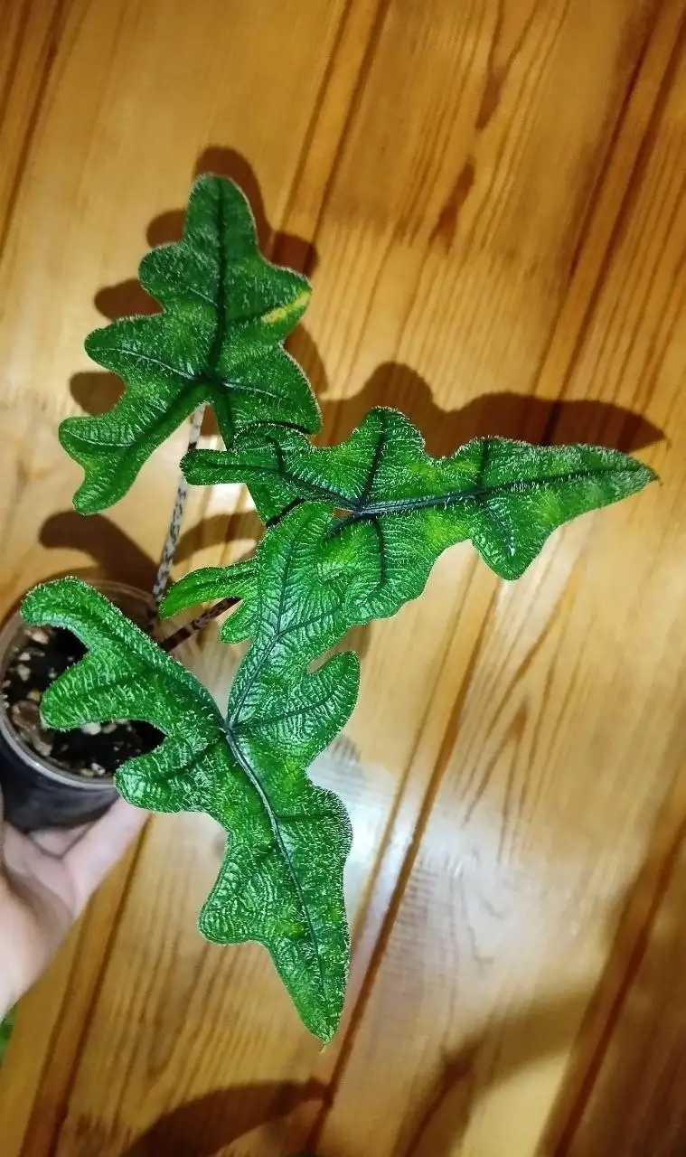 Алоказия Жаклин с красивыми текстурными листьями - Растения (Хобби и отдых) в Владивосток