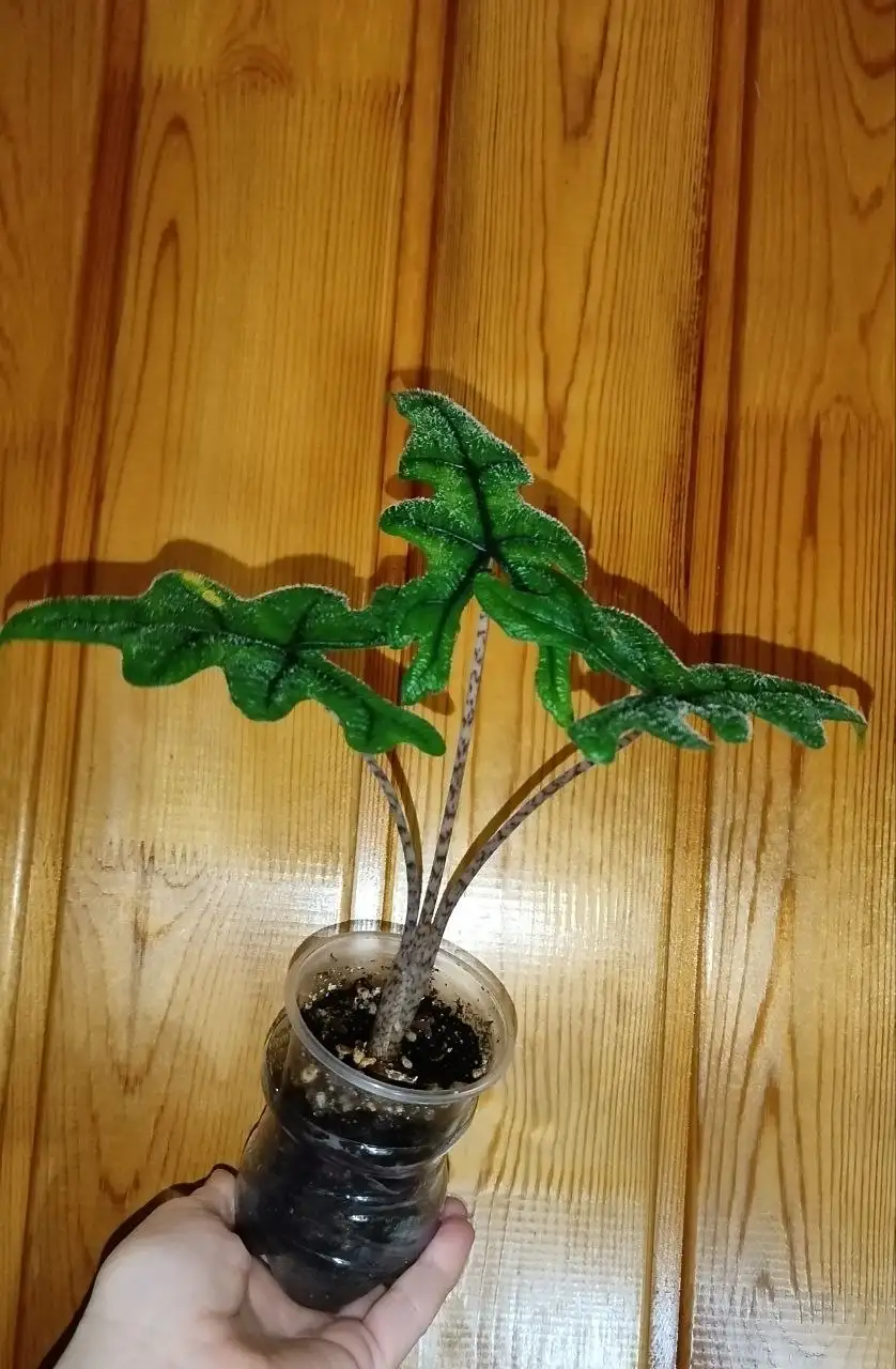 Алоказия Жаклин с красивыми текстурными листьями - Растения (Хобби и отдых) в Владивосток