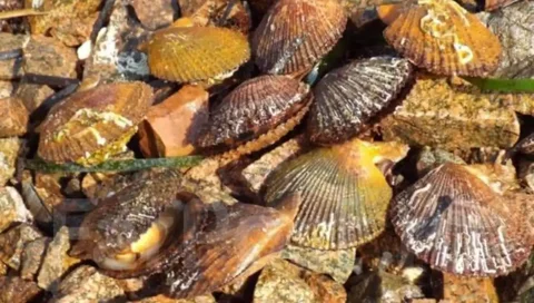 Свежий японский гребешок - Барахолка в Владивосток