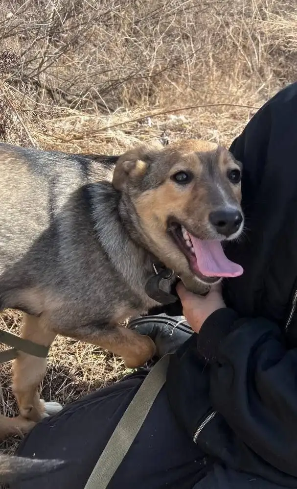 Бесплатные услуги по взаимодействию с собаками в приюте - Барахолка в Артем