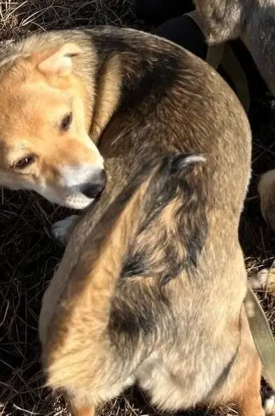 Бесплатные услуги по взаимодействию с собаками в приюте - Барахолка в Артем
