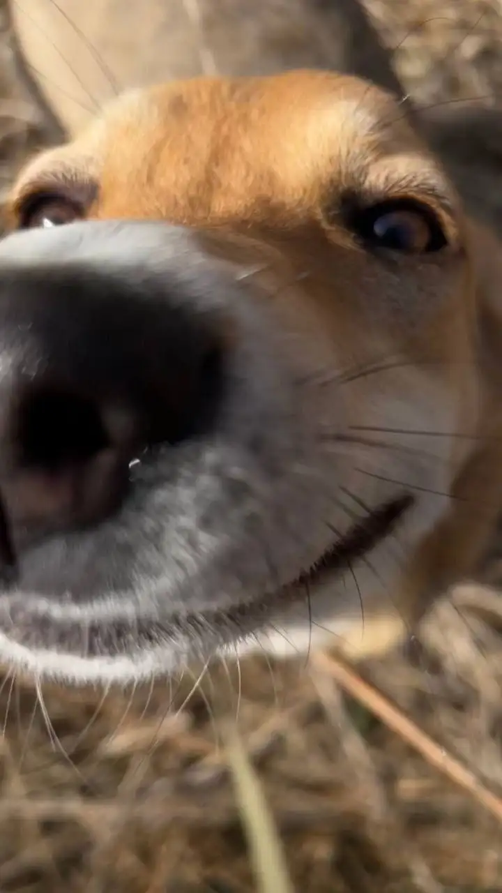 Бесплатные услуги по взаимодействию с собаками в приюте - Барахолка в Артем