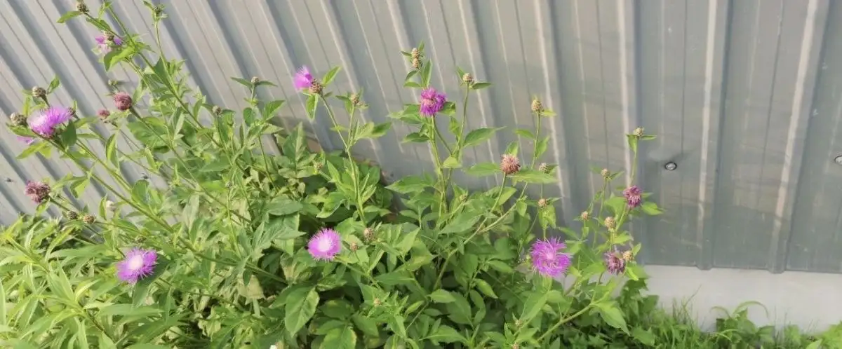 Куст Василька (неприхотливый) - Растения (Для дома и дачи) в Владивосток