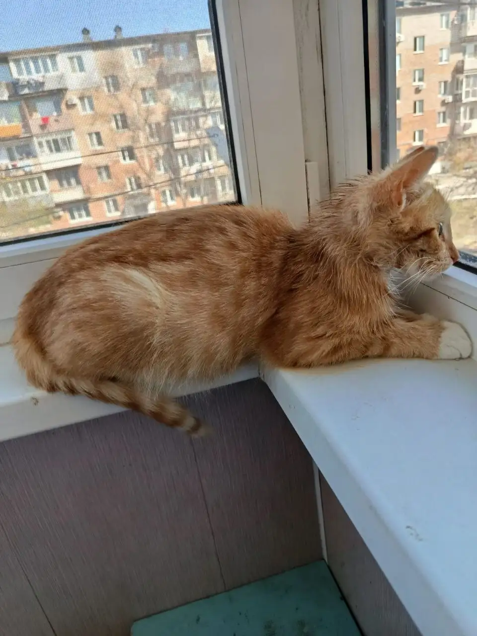 Котик-подросток 6 месяцев ищет хозяев - Кошки (Животные) в Владивосток