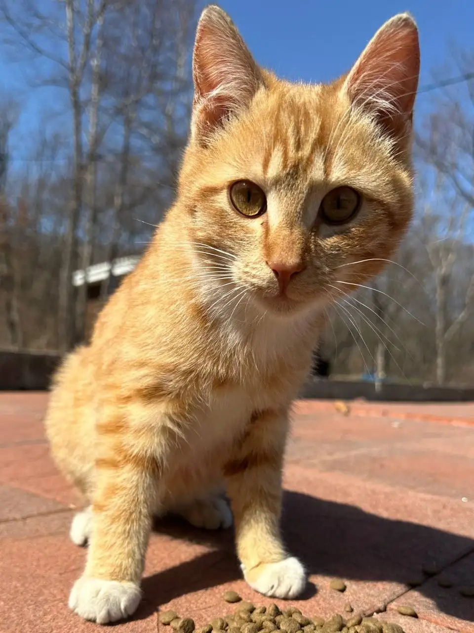 Котик-подросток 6 месяцев ищет хозяев - Кошки (Животные) в Владивосток