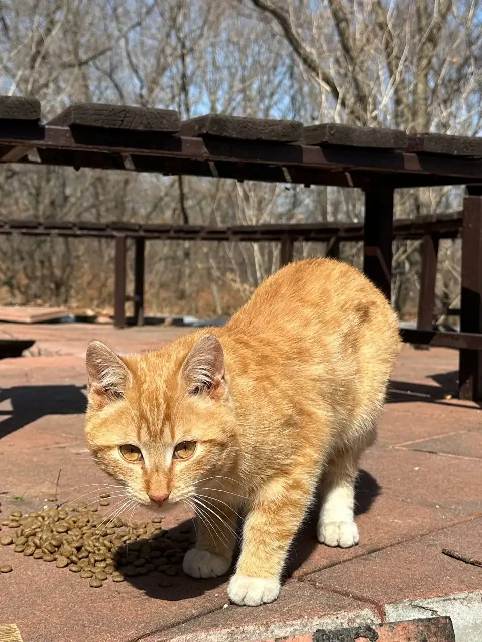 Котик-подросток 6 месяцев ищет хозяев - Кошки (Животные) в Владивосток